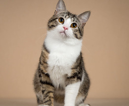 ����� ����� ���� ������ ������. - ���� 1 � ����������