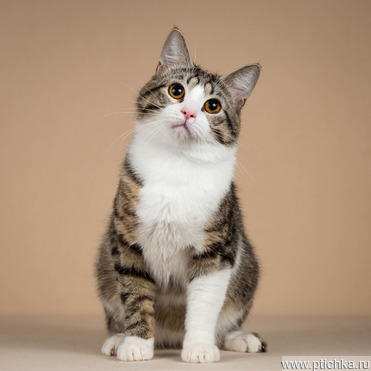 ����� ����� ���� ������ ������. - ���� 1 � ����������