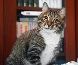 ������������� ��� �������� ���� ��� - ���� 1 � ����������