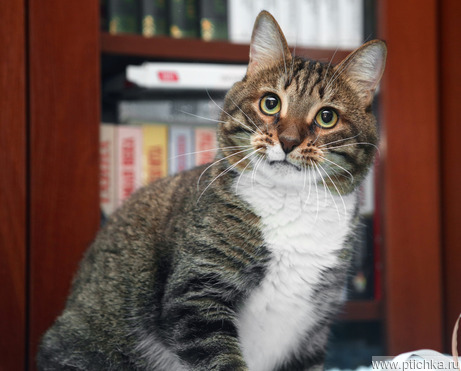 ������������� ��� �������� ���� ��� - ���� 1 � ����������