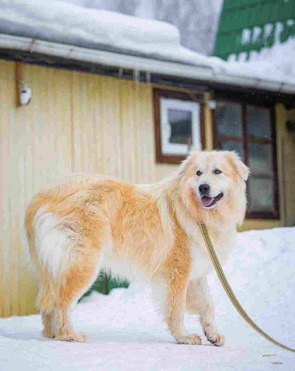 ����������� ������ ������ ���� ���������� ������ - ���� 1 � ����������