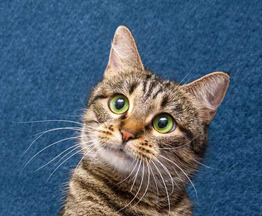 ����� ���� ���������� ������ - ���� 1 � ����������