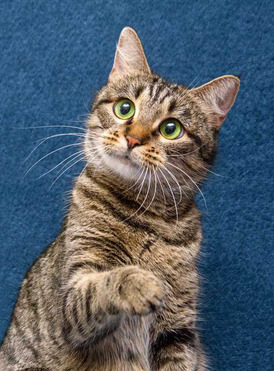 ����� ���� ���������� ������ - ���� 1 � ����������