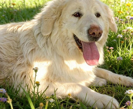 ����� ���� ��� � ����� - ���� 1 � ����������