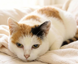 ������, ���� ����� ������. - ���� 1 � ����������