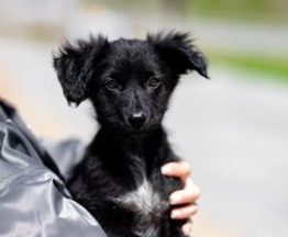 ������� ���� ���. - ���� 1 � ����������