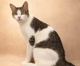 ����� � ������� ���� - ���� 1 � ����������