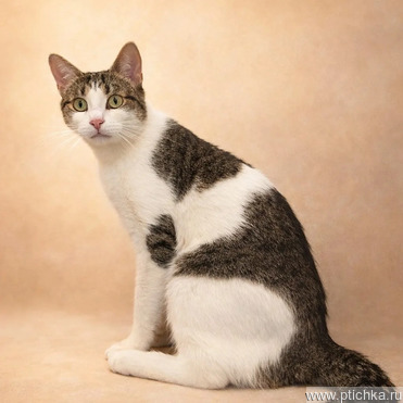 ����� � ������� ���� - ���� 1 � ����������