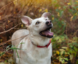 ������ ������� � ��� � ���� ��� - ���� 1 � ����������