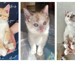 ����������� �����-������ ���� ��� - ���� 1 � ����������