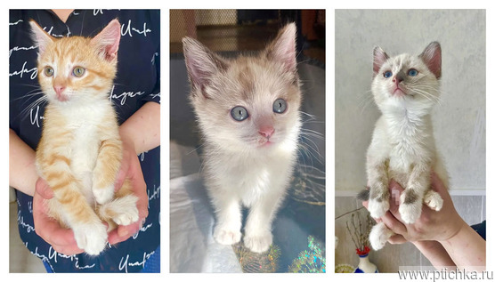 ����������� �����-������ ���� ��� - ���� 1 � ����������