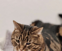 ��������: ������ ������� � ��������� ������ ���� ����� - ���� 1 � ����������