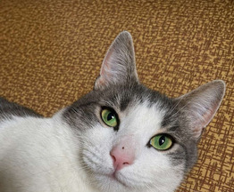 ����� ���� ���������� ������ - ���� 1 � ����������