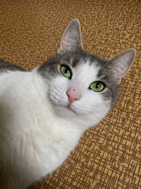 ����� ���� ���������� ������ - ���� 1 � ����������