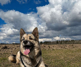 ������ ���� ���������� ������ - ���� 1 � ����������