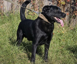 ������ ���� ���������� ������ - ���� 1 � ����������