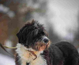 ���������� �������� ���� ���������� ������ - ���� 1 � ����������