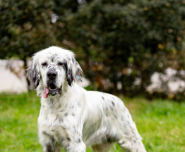 ���������� ������ ������ ���� ���. - ���� 1 � ����������