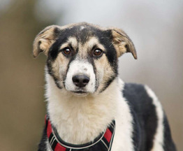 �������� �������� ���� ���������� ������ - ���� 1 � ����������