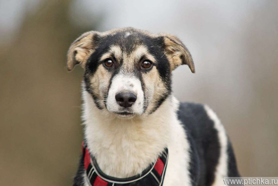 �������� �������� ���� ���������� ������ - ���� 1 � ����������