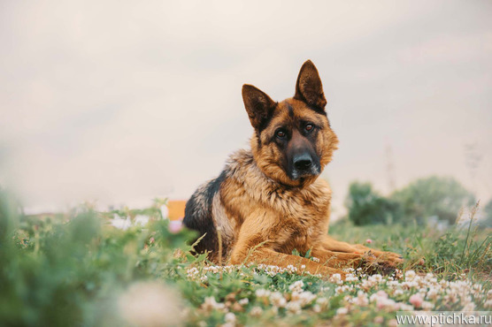 �������� ������� ���� ���������� ������ - ���� 1 � ����������