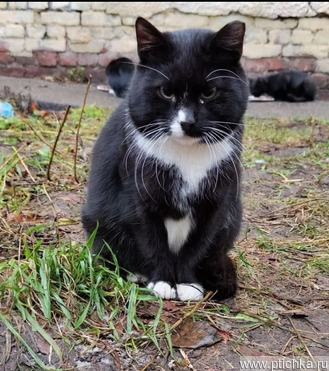 �������� � �������� ����� ��� � ������ ���� - ���� 1 � ����������