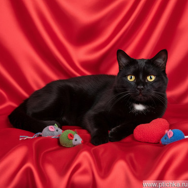 ����������� ��������������� ����� ���� ���������� ������ - ���� 1 � ����������