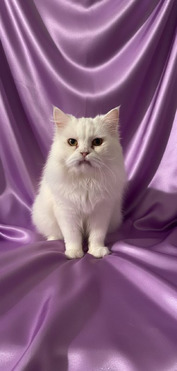 ���� ��� (������������ �������� �����) ���� ���������� ������ - ���� 1 � ����������