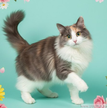 ��������� ����� ���� ���������� ������ - ���� 1 � ����������