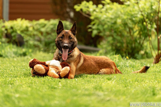 ��������� ����� ���� ���. - ���� 1 � ����������