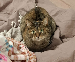 ������� ���� ������ ��� - ���� 1 � ����������