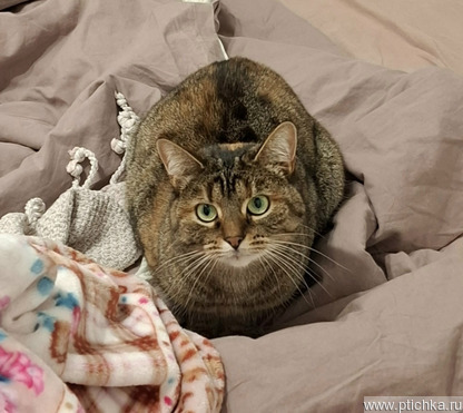 ������� ���� ������ ��� - ���� 1 � ����������