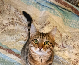 ��������� ������ ���� ��� - ���� 1 � ����������