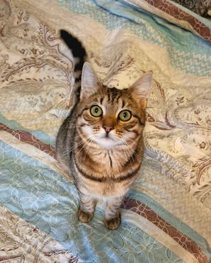 ��������� ������ ���� ��� - ���� 1 � ����������