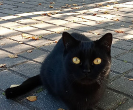 ���� ��� ����� �� ������ ������ - ���� 1 � ����������