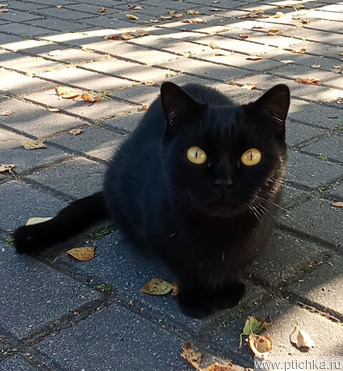 ���� ��� ����� �� ������ ������ - ���� 1 � ����������