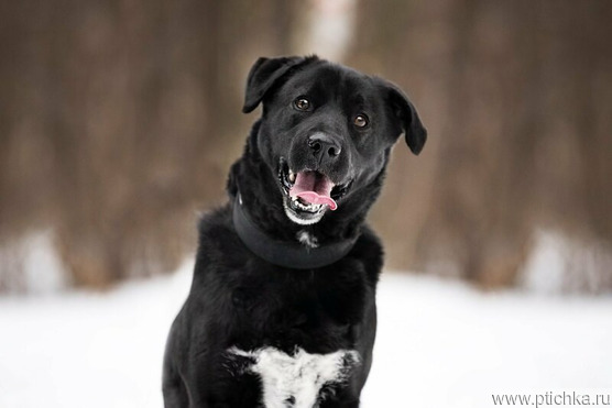 ׸���� �������� ���� � ������ ����. - ���� 1 � ����������