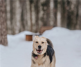 �������� �� ������ � ������ ����. - ���� 1 � ����������