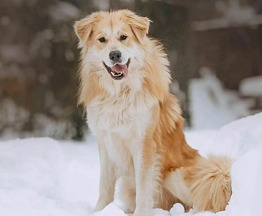 �������� �� ������ � ������ ����. - ���� 1 � ����������