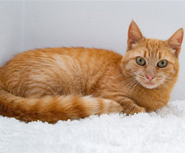 ����� ����� � ������ ����. - ���� 1 � ����������