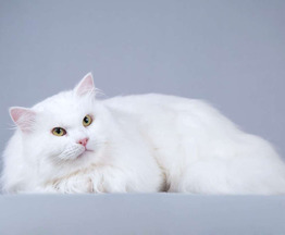 ��������� ����� (�������� ������) ���� ���������� ������ - ����������  � ����������