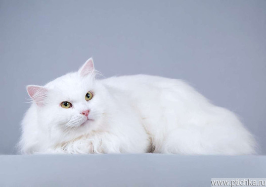 ��������� ����� (�������� ������) ���� ���������� ������ - ����������  � ����������