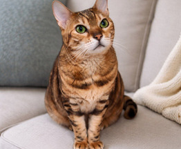 ������������ �������� ������ ���� ���� ����� - ���� 1 � ����������