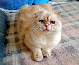 ����������� ��������� ����� (������� ����) ���� ���������� ������ - ���� 1 � ����������