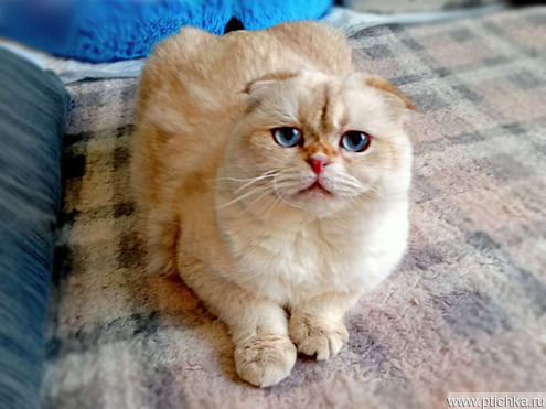 ����������� ��������� ����� (������� ����) ���� ���������� ������ - ���� 1 � ����������