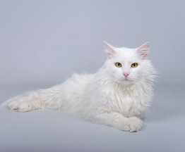 ����������� �������� ������ ���� ������ ������. - ���� 1 � ����������