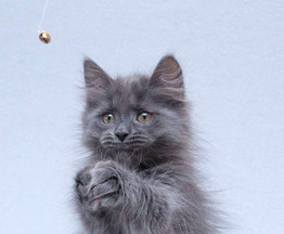 ��������� ����� ���� ���������� ������ - ���� 1 � ����������