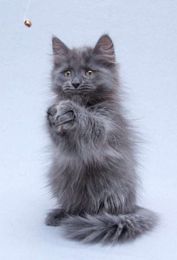 ��������� ����� ���� ���������� ������ - ���� 1 � ����������