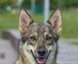 ���� - ����������� �������, � ����� ������ ������� - ���� 1 � ����������