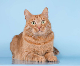 ����������� ��������������� ����� ���� ���������� ������ - ���� 1 � ����������